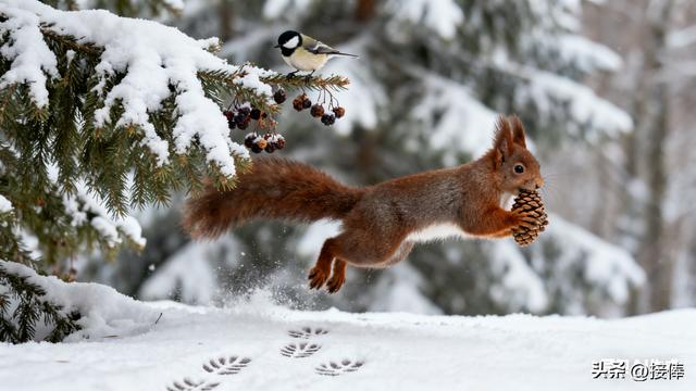 张传禄：雪后沂山