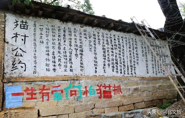 喵喵喵~山里有一个猫界桃花源！