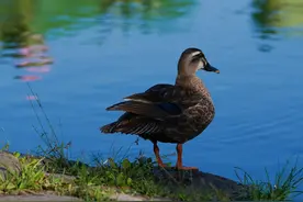 七月荷花香满湖，红衣绿扇映清波图片