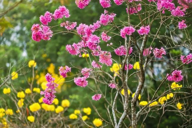 羊城雨中迎惊蛰，珠江公园万物生