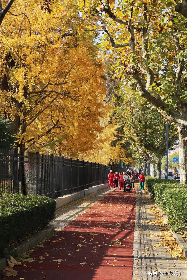 散文丨古银杏树下