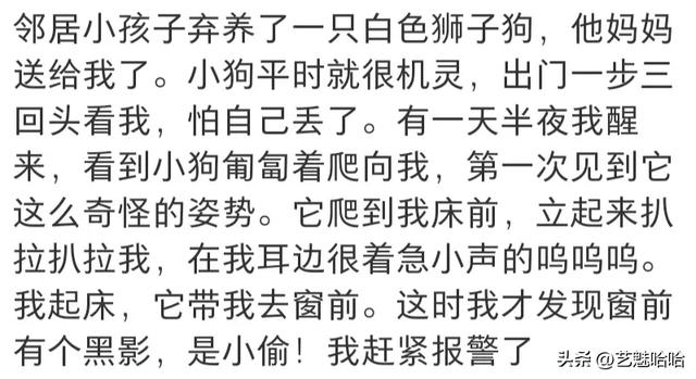 有没有被宠物智商震惊过？网友：那一刻显得我情商还没它高