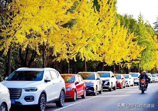 限时绝美！黄石街头颜值巅峰 周末来打卡