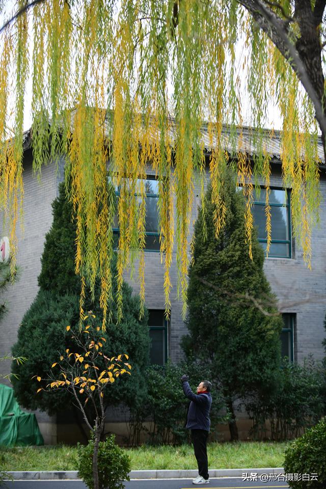达活泉：公园披金衣，满目黄金柳（图）