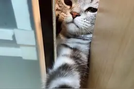 盘点猫咪“通人性”的行为，中2个以上，你就偷着乐吧！图片