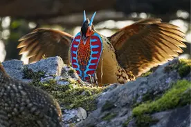 何以中国丨“长犄角”的鸟、南方“四不像”，武夷山公园里有啥“稀奇”？图片