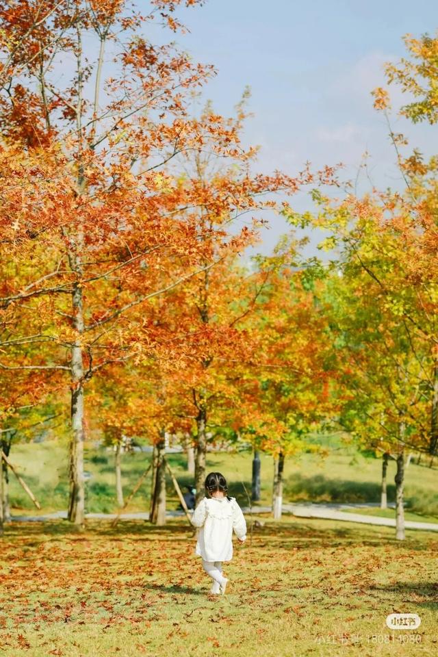 地铁直达！免费！成都20个绝美赏秋地，银杏水杉梧桐红枫限时上演！就在家门口！