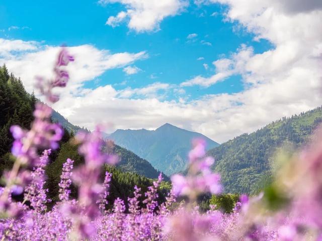 夏末初秋｜达古之绿是四季写给山河的散文诗