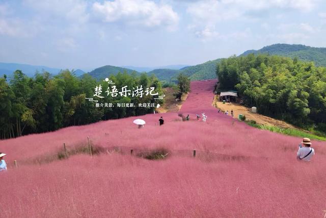 宁波鄞州最美的粉黛花海来了，被誉为初秋限定的粉色浪漫，非常赞