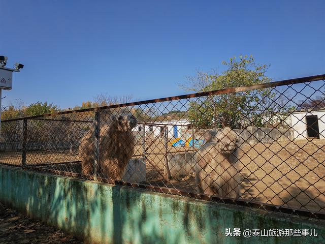 泰安：城西有一个儿童乐园，曾是热门亲子游目的地，现在免费游览