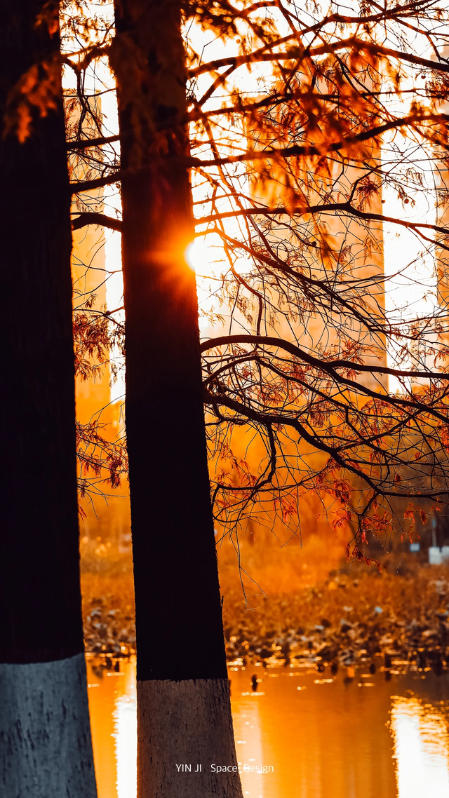 临沂「红杉」「红枫」浓度拉满，出片率100%