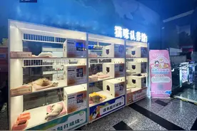 警惕新型套路！上海商场也有！可爱猫咪“免费领养”，最后却被“深深套牢”！图片