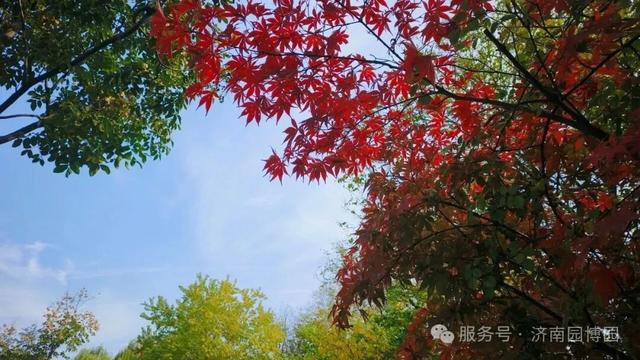 藏不住了！济南这里一入秋就美成了“人间仙境”！