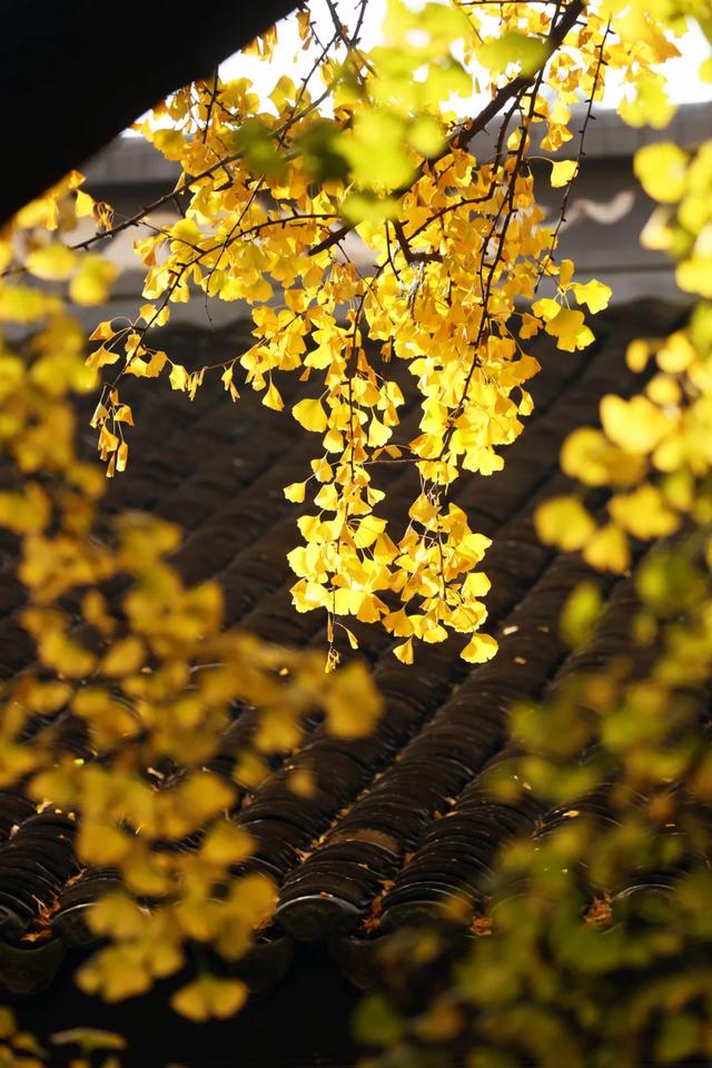 祠堂小雪 | 满地翻黄银杏叶