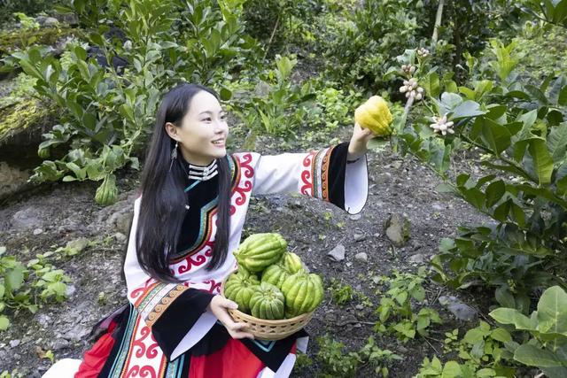 石棉秋日限定！田湾河畔佛手柑熟了，这抹 “黄金果” 藏着最浓乡韵