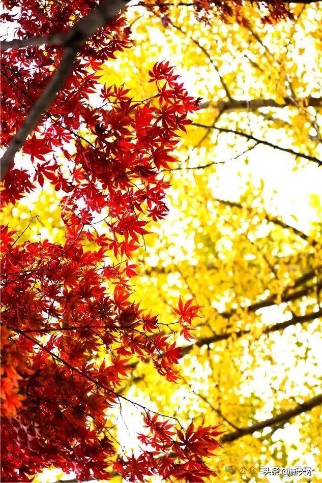 天水弘文园秋景美翻了，快去打卡！