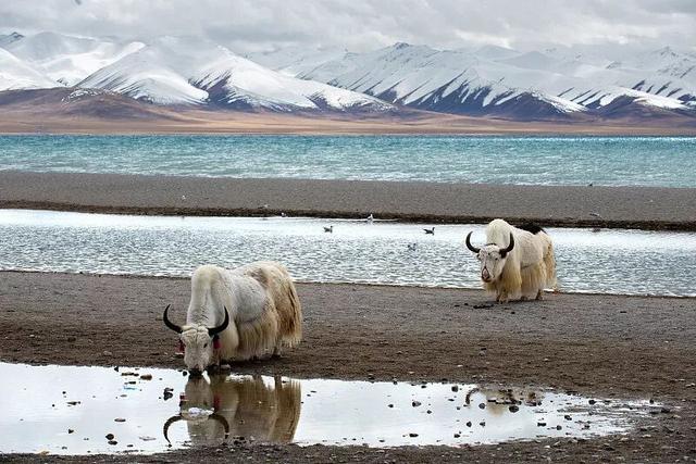 冬天游西藏才是真聪明！人少景美，关键还省钱。