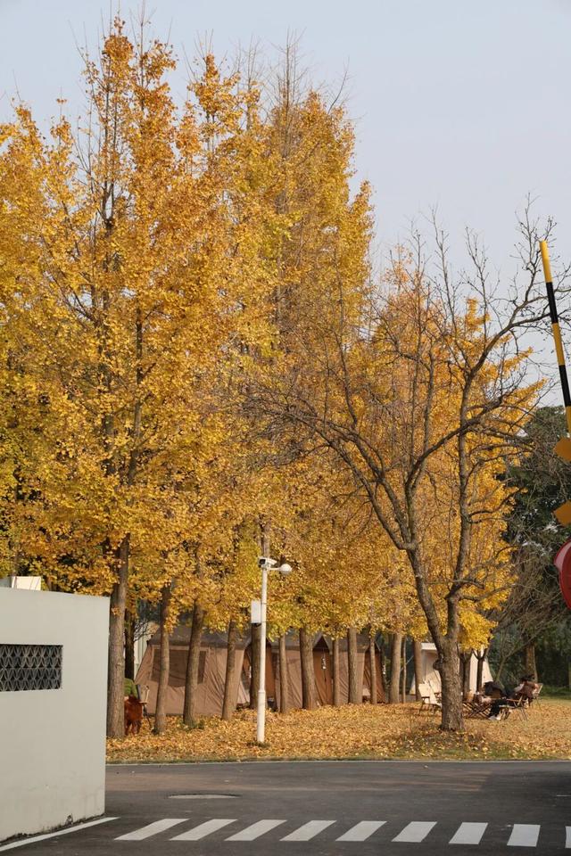 探秘新场景丨你来过吗？藏在新津的“美学”露营地