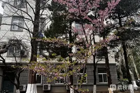 南京林业大学早樱初绽 盛花期预计在3月18日前后图片
