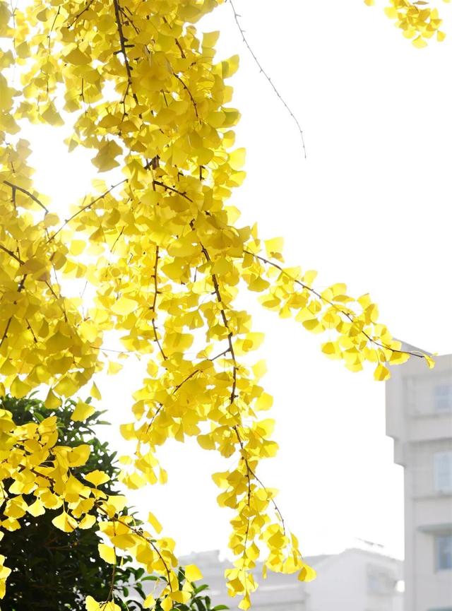 萧山街头又现新打卡地~这份初冬的浪漫将持续到年底