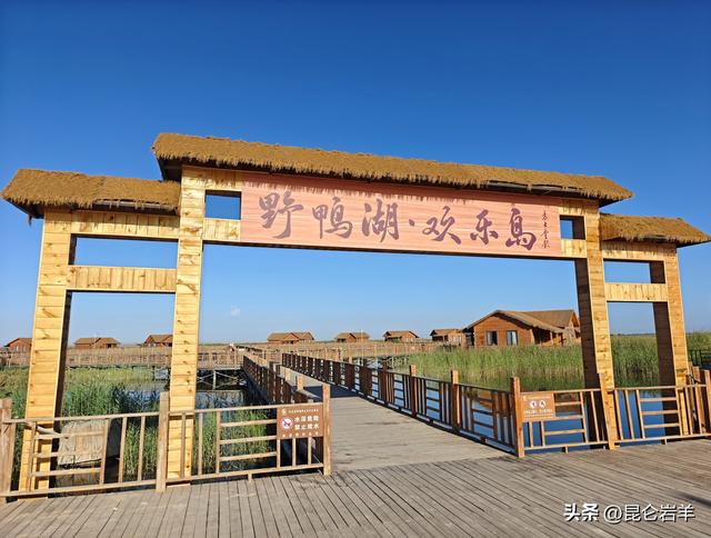 阿克苏野鸭湖景区芦花绽放与湖水交相辉映成为游客热门旅游打卡地