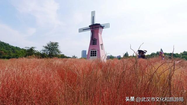 “红色地肤海”进度90%，错过再等1年！