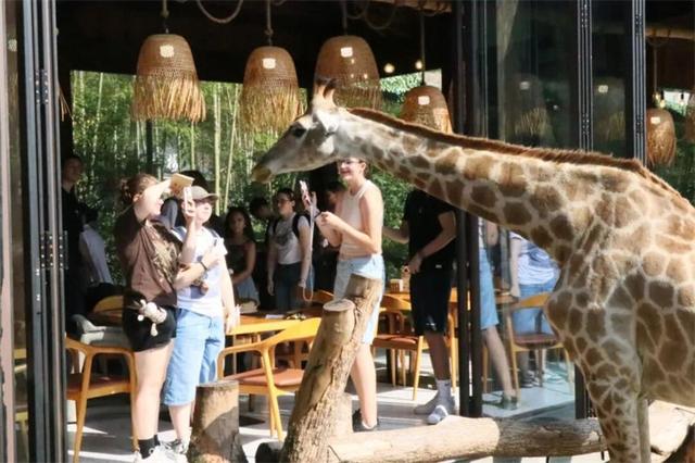 中德学子跨越山海的绿色对话：湄公河旅游旗下湖州长颈鹿庄园迎来德国霍恩林姆伯格高级文理中学师生到访