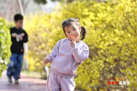 连翘花开满园金 泰安龙泽湖畔春意盛图片