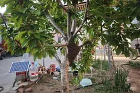 蜜蜂“扰”民，北京消防部门速解困图片