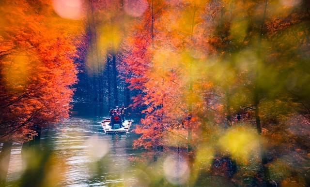 读唐诗看美景，让视觉和思绪一道欣赏黄叶遍地	、层林尽染静美之景