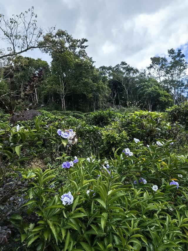 草民浅说:《海南自贸港的差距？》——游海南景区想开去！