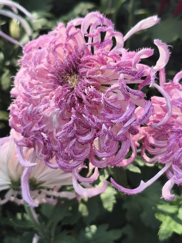 生活日常分享，独自赏花经历，以供大家娱乐