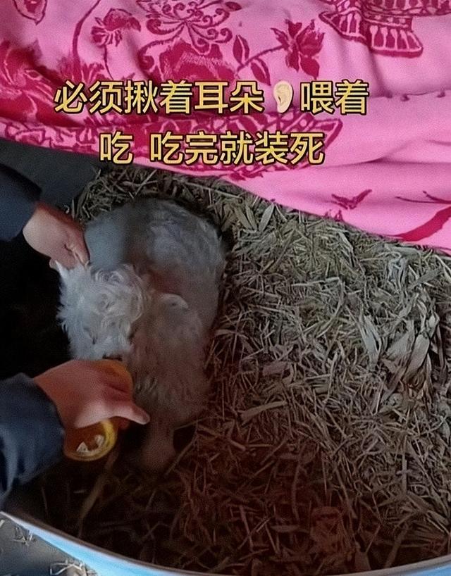 宁夏装死小羊晕倒原因揭底，小孩衣服成重要线索，真相太心酸