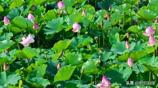 “荷”你一起，邂逅射阳夏日限定浪漫~