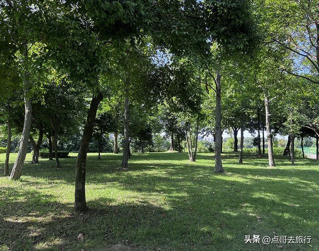 成都坐地铁最新赏花地，近百亩金色花田，超级惊艳，不要门票！