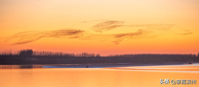 黄河口的“鸟浪”奇观频频出圈!四条经典观鸟线路出炉