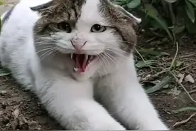 流浪猫见人就哈气，小姐姐投喂半年，带回家后才懂它为什么这么凶图片