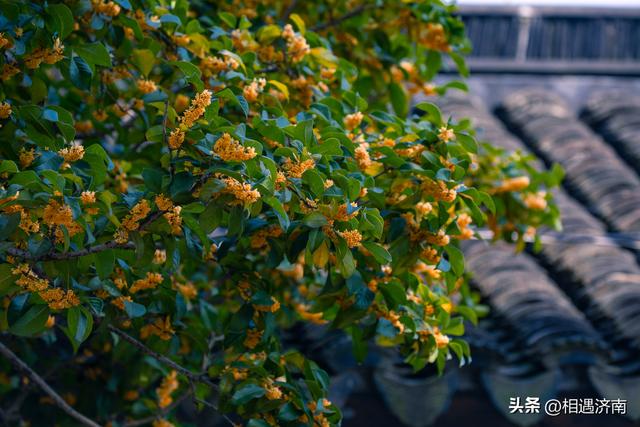 十月姑苏：桂香漫城，粉黛映河