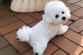 “最受欢迎”top10的小型犬，快来看看你家狗上榜没！图片