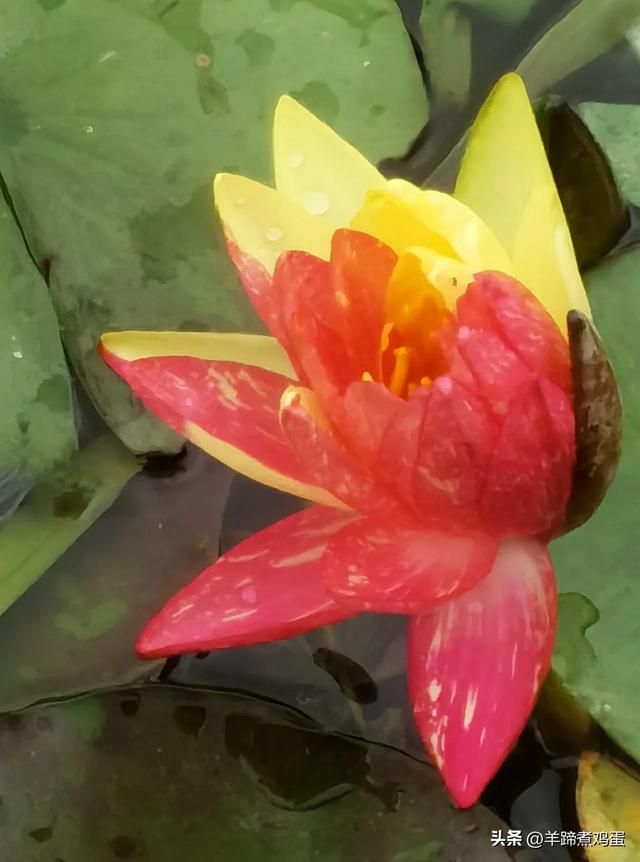 做几天洛阳人——游河南洛阳赏牡丹芬芳 总体概述(四)