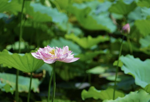 “清水出芙蓉，天然去雕饰” ：荷花朵朵开，“荷荷”又美美！