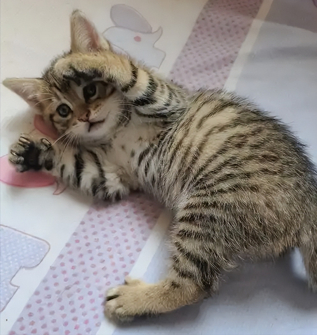 禁止私自饲养！湖南女子废木料里发现4只，养半月后匆忙上交