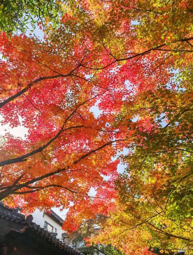 江阴版“西红柿炒蛋”，上线了！