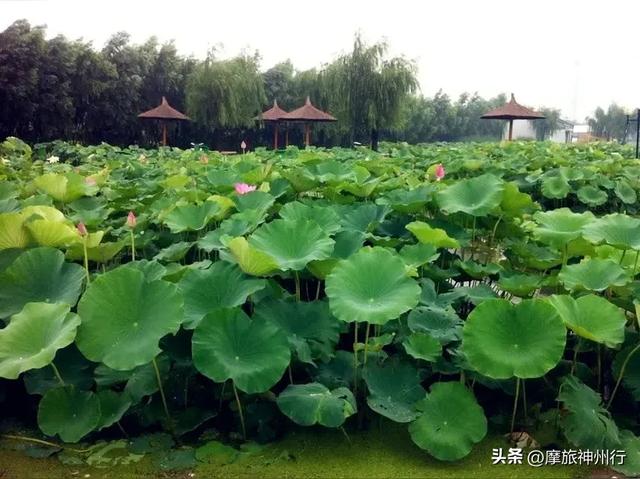 芦苇荷花共绘诗意画卷，渔舟唱晚风景醉人心田。
