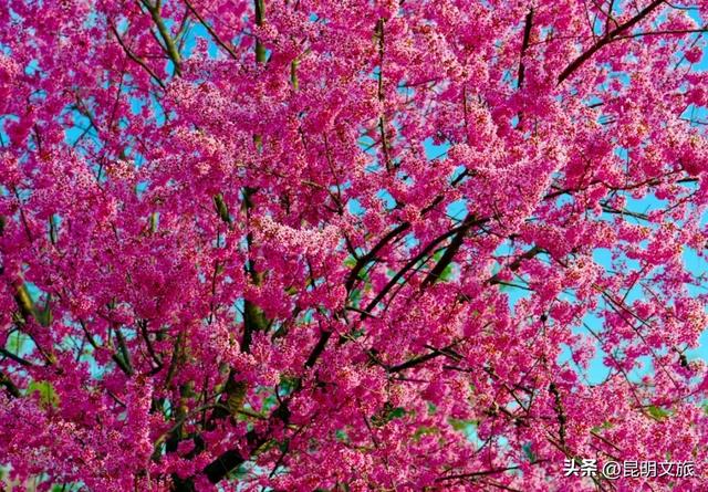 美炸！美炸！全国裹貂我赏樱！昆明最全冬樱赏花攻略来了，周末快冲~
