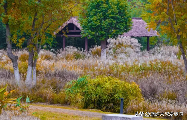 来杭州“千年秘境”公园吧，秋日有绝美场景，还可直接承包全场！