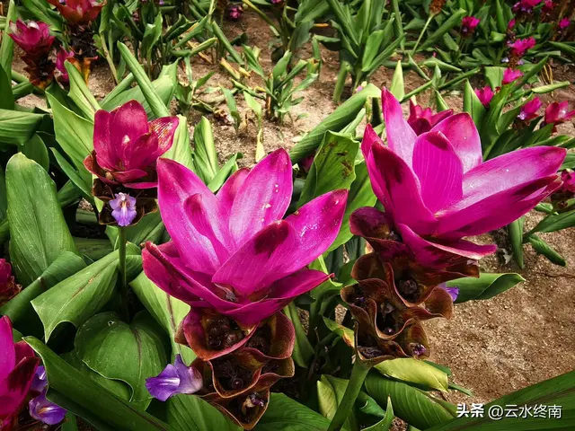 一个五A级植物园，到底藏着哪些值得看的地方，这是最实在的攻略