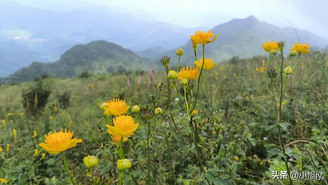 再登辽阳千米高峰白云山，云雾弥漫，金莲花盛开