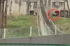 饲养员用铁锨驱打大熊猫被辞退，秦岭大熊猫研究中心致歉并闭园整顿3天图片