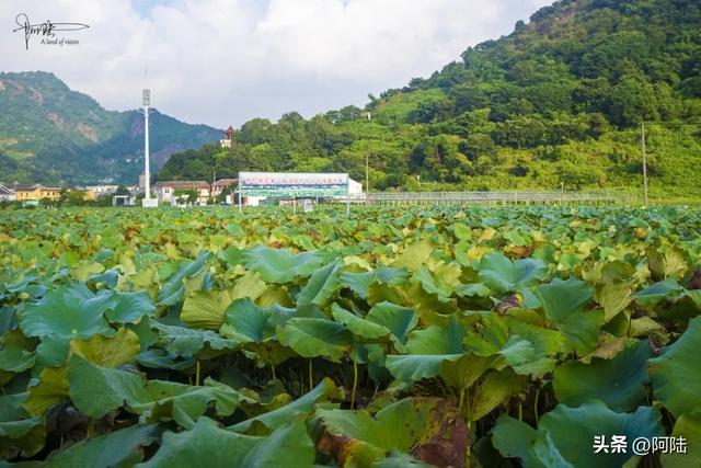 跑苍南黄金海岸线时走错路，邂逅离海浪沙滩最近的荷塘，花开仍艳